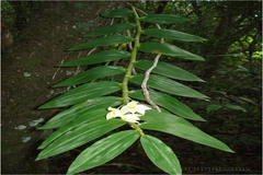 Dendrobium aqueum